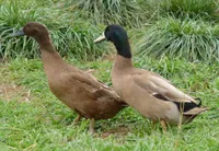 Фото Хакі Кемпбелл