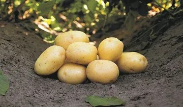 Пондус (Pondus)