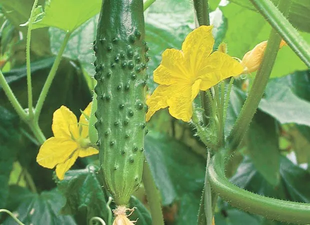 Гладіатор F1