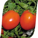 Фото Дуаль Ерлі F1 / Dual Early F1