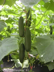 Сорти огірків Мініспрінт F1