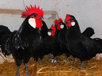 Фото Мінорка