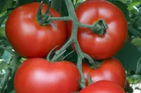 Фото Маліка F1