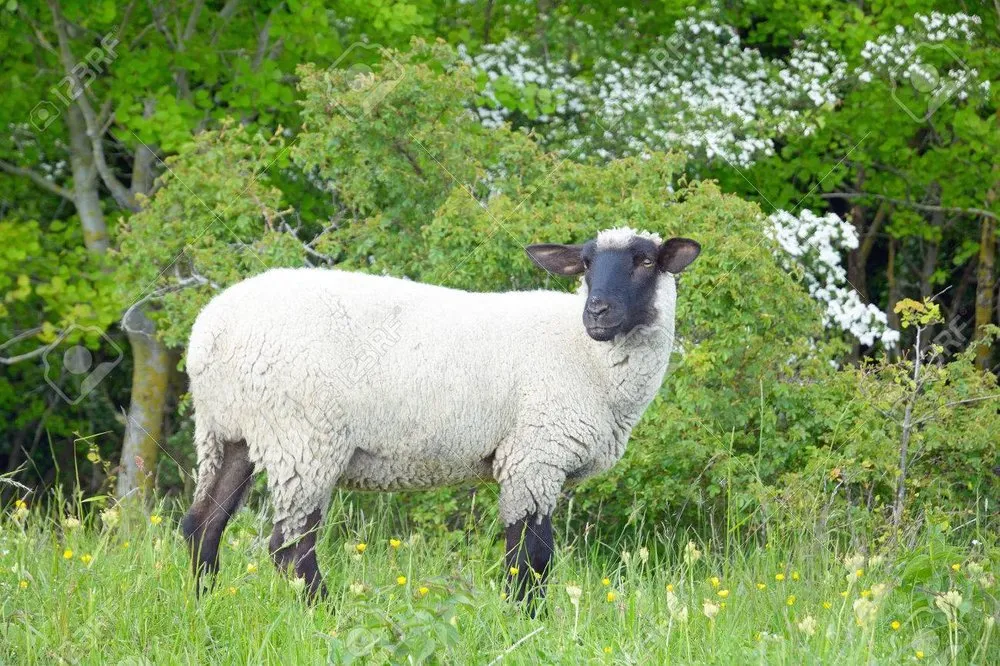 Німецька Чорноголова (German Blackheaded Mutton)