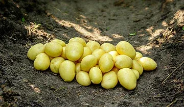 Пленті (Plenty)