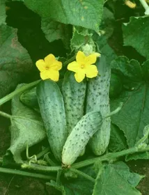 Сорти огірків Смак F1