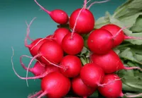 Фото Редис Рондар F1