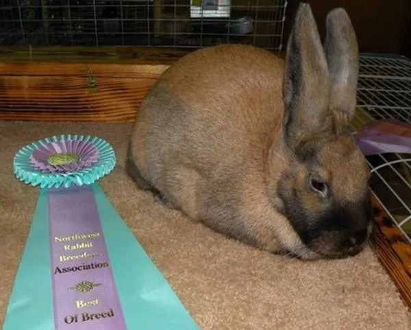 Коричний кролик