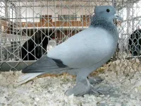 Фото Ааргауанський білохвостий