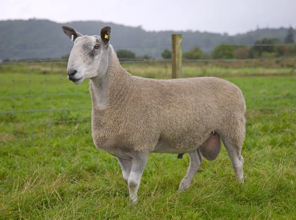 Лейстерстерська Блакитноголова (Bluefaced Leicester)