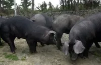 Фото Пекінська Чорна