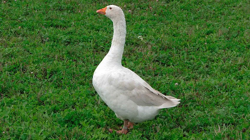 Арзамаська