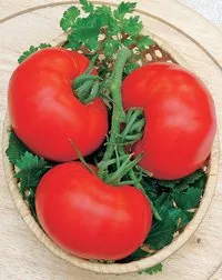 Сорти помідорів Ред Манул F1