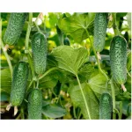 Фото Арктіка F1