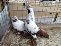 Фото Варшавський Метелик