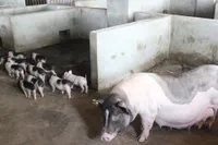 Фото Монг Кай (Mong Cai)