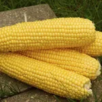 Фото Трофі F1