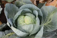 Фото Бузони F1 / Busoni F1