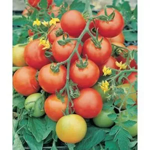 Тесті F1 / Testy F1