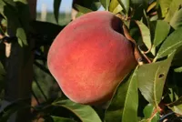 Фото Редхейвен