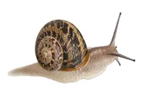 Фото Petit Gris ( Helix aspersa Muller )