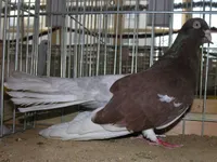 Фото Одеський високольотний турман