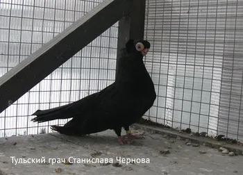 Породи голубів Тульський Жук (Грач)