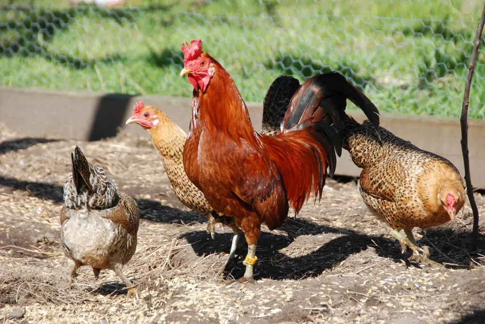 Сицилійська