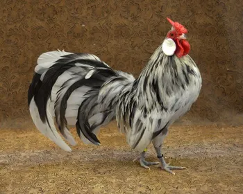 Породи курей Бентамка з трояндоподібним гребенем