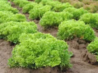 Фото Рекорд