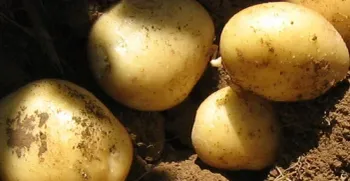 Сорти картоплі Піроль / Pirol