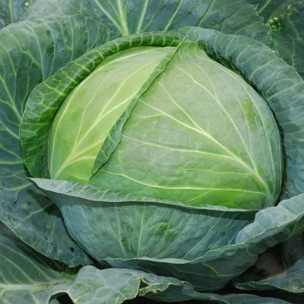 Леннокс F1 / Lennox F1