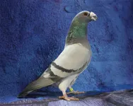 Фото Драгун