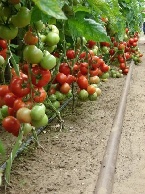 Берсола F1 / Bersola F1