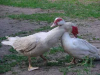 Фото Мускусна качка (Індокачка)