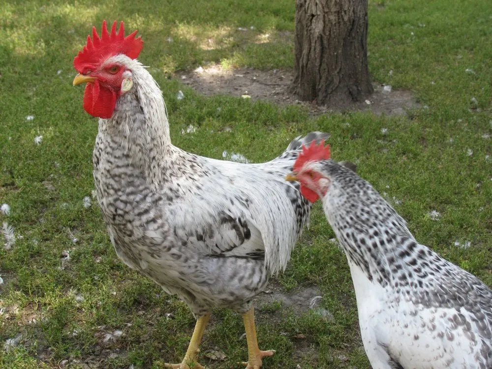 Бірківська Барвиста