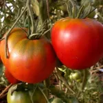 Фото Червоний Промінь F1