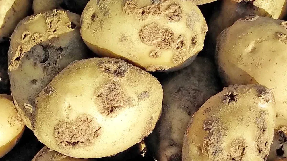 Картопляна бородавка