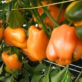 Сорти перцю Орені F1