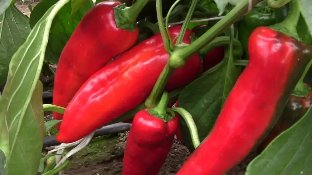 Коріна F1 (Corrina F1)