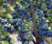 Фото Фіолент (Fiolent)