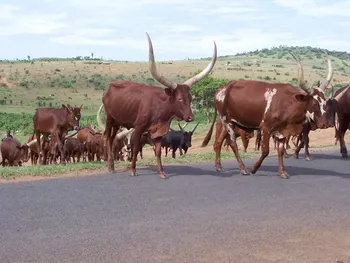Породи корів (ВРХ) Абігар