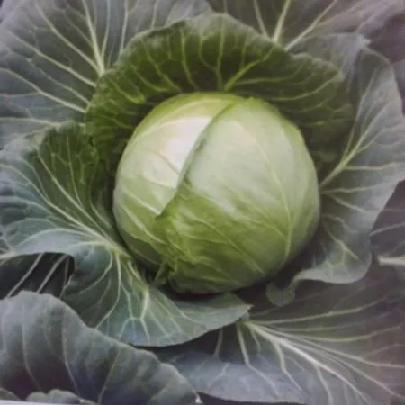 Янісоль F1 / Yanisol F1