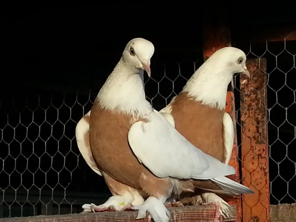 Краснодарські бойні