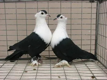 Породи голубів Київський світлий