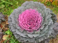 Фото Каприз