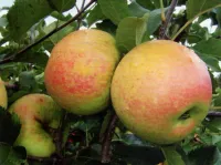 Фото Благодать