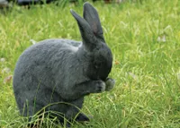 Фото Срібляста Лиса