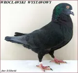 Фото Вроцлавський виставковий