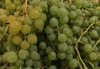 Фото Едельвейс